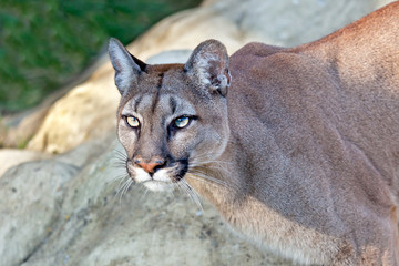 Head Shot of Beautiful Puma in Afternoon Sun