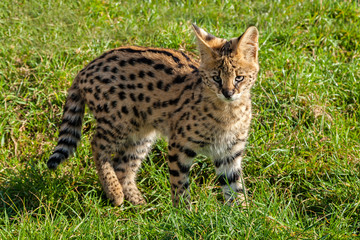 Cute Serval Kitten Standing on Grass