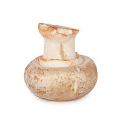 Fresh mushroom champignon isolated on white background