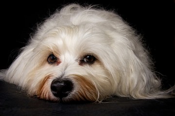 Havaneser Studioaufnahme