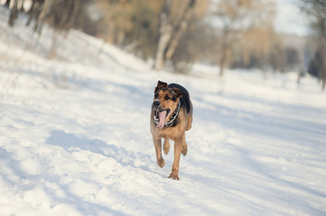dog ruuning on the snow