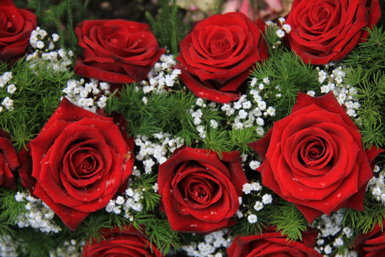 Red roses and gypsophila
