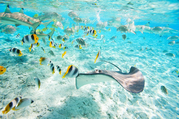 Naklejka premium Bora Bora underwater