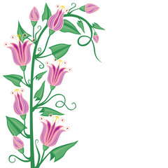 Naklejka premium Flowering bindweed