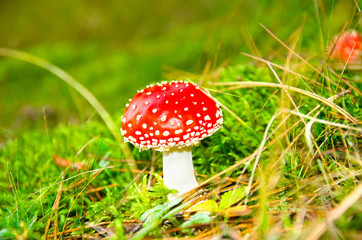 three red mushrooms in the forest