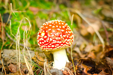 three red mushrooms in the forest