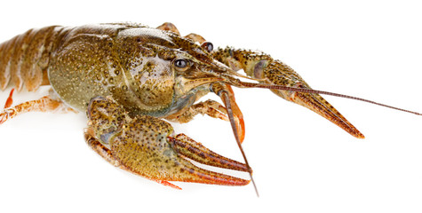 green crawfish on white background close-up