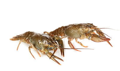 Alive crayfishes isolated on white close-up