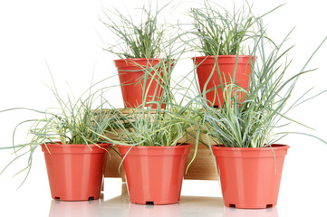 pots with seedling isolated on white