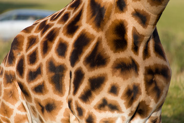Camouflage pattern on a giraffe