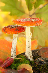 red amanitas with moss, on autumn yellow background