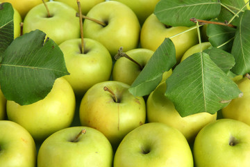 juicy apples with green leaves, close up
