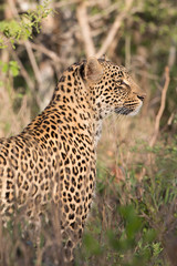 Leopard  sucht nach Beute im Busch