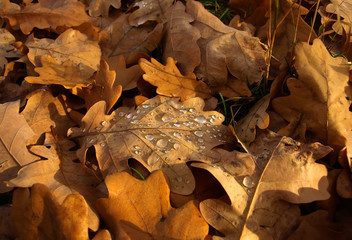 Drops fallen on leaf