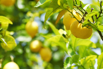Lemon close up