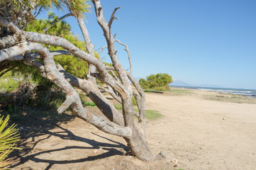 Windswept tree