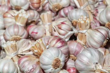 Dried garlic close-up.