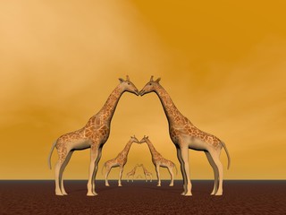 Fototapeta na wymiar Pary żyrafa