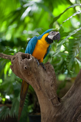 Obraz premium macaw parrot