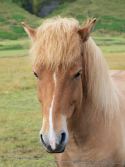 A head of a brown horse