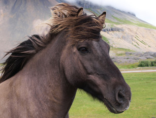 Obraz na płótnie Canvas Głowa czarnego konia