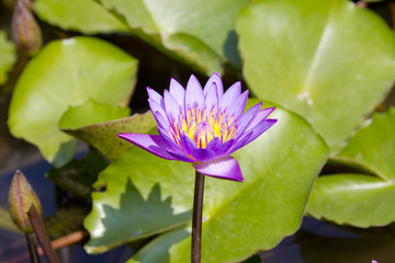 Obraz premium water lily in a pond