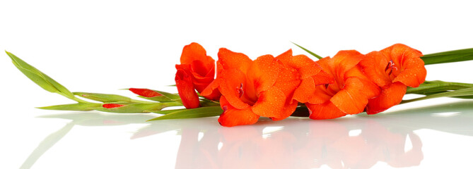 branch of orange gladiolus on white background close-up - obrazy, fototapety, plakaty