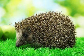Hedgehog with apples, on grass, on green background