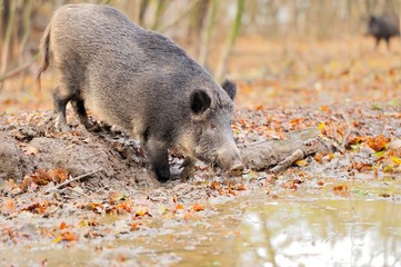 Wild boar