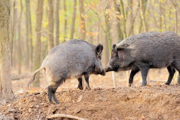 Wild boar