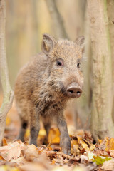 Wild boar