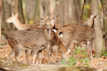 Deer
