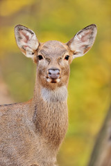 Deer portrait