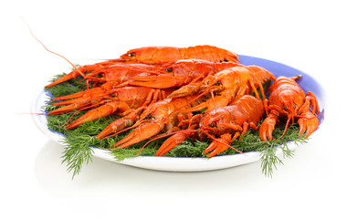 Tasty boiled crayfishes with fennel on plate isolated on white