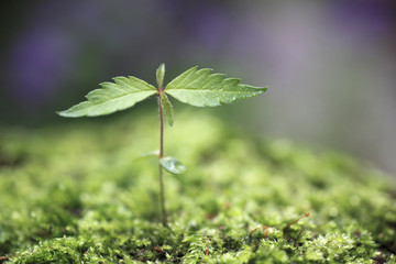 Sprout in the forest.