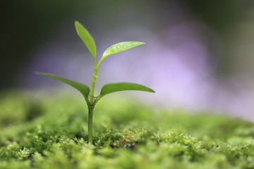 Fototapeta premium Sprout in the forest.