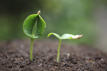 Sprout in the forest.