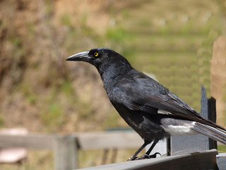 Obraz premium Currawong