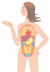 人の体　五臓六腑