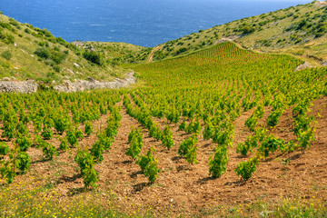 Fototapeta na wymiar Winnice, na południowym wybrzeżu wyspy Hvar, Chorwacja