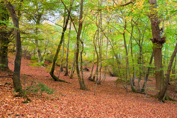 Vibrant Autumn Fall forest landscape image