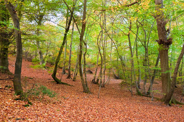 Fototapeta premium Vibrant Autumn Fall forest landscape image