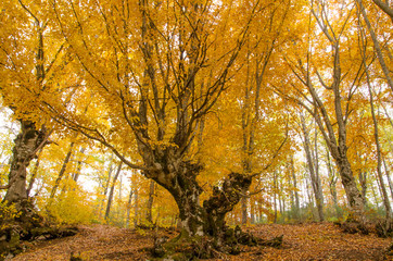 Fototapeta premium Gold Trees in a park, autumn