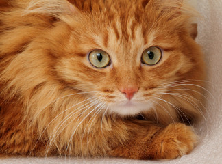 Portrait of a red cat looking at the camera
