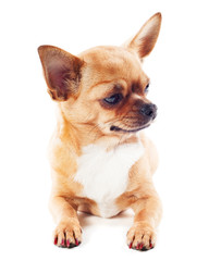 Obraz premium red chihuahua dog isolated on white background