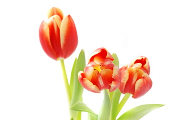 Tulpen