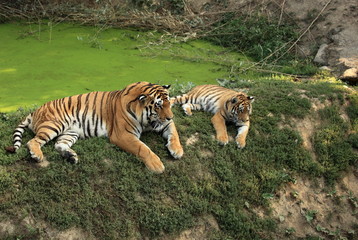 Fototapeta na wymiar tygrysy tigreau Ci Bengale