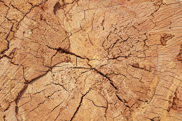 Holzstammtextur