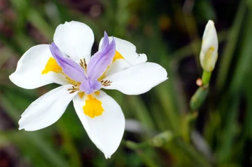Gordijnen Fortnight Lily, Iridioid Diets © Rafael Ben-Ari
