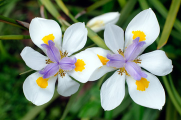 Fototapeta premium Fortnight Lily, Dietes iridioides